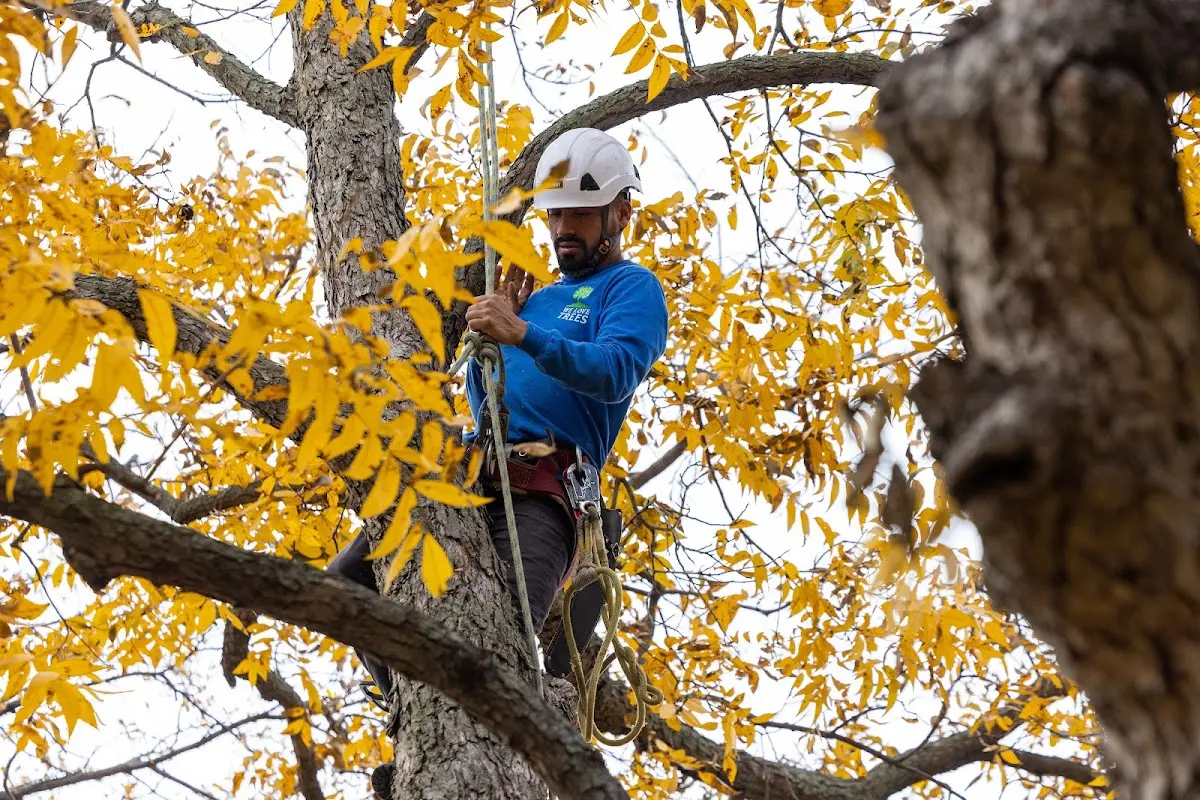 Skilled Tree Pruning crew working in Sun City