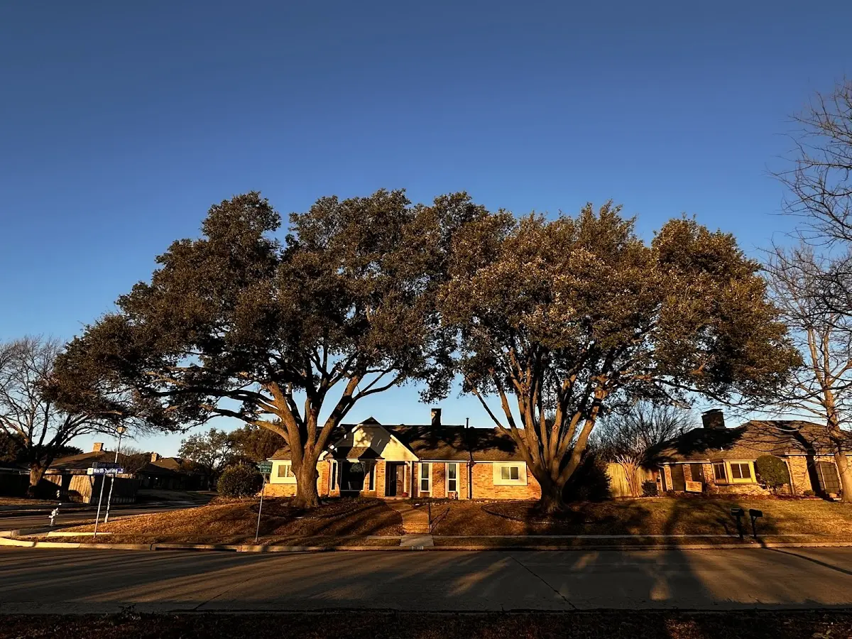 Established residential canopy tree shading a home in Sun City