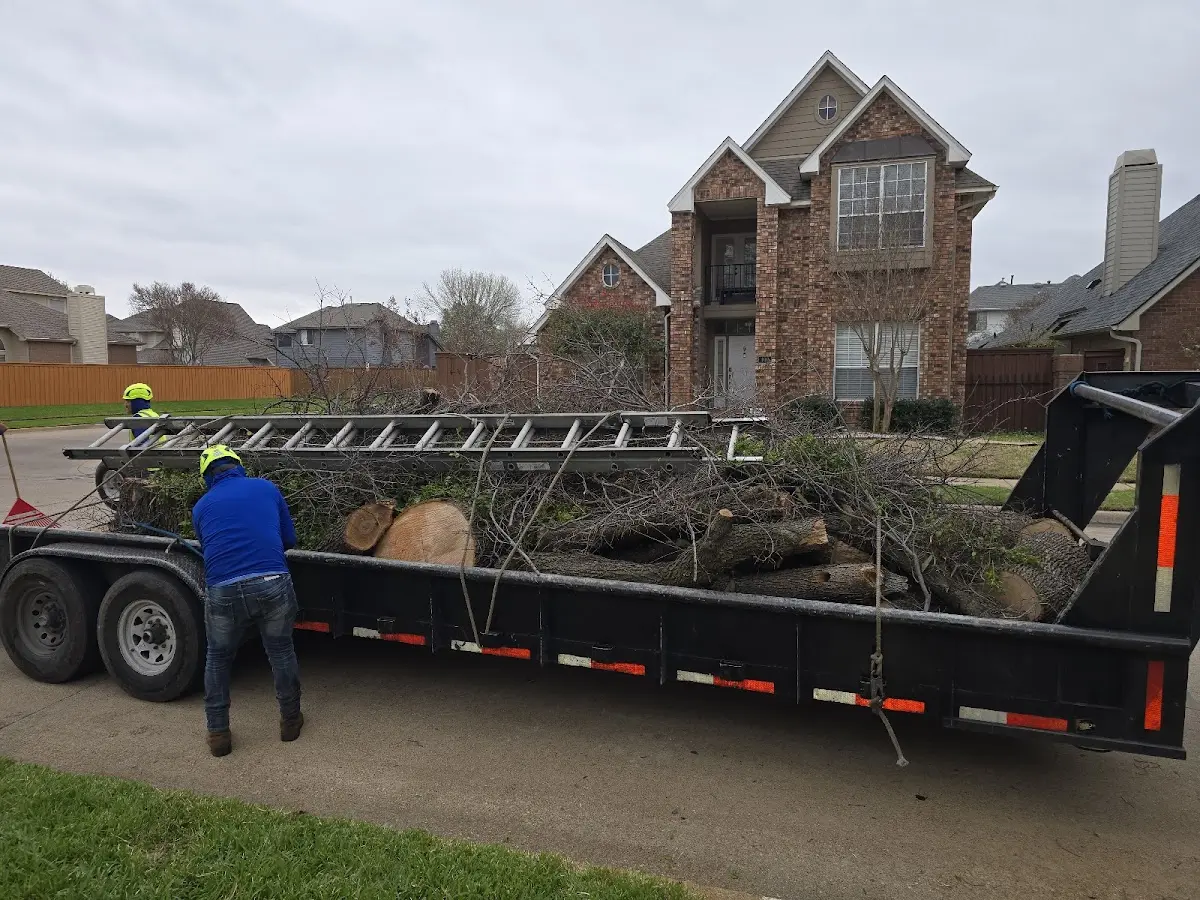 Expert Tree Removal with proper safety equipment in Sun City